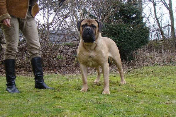 Tartan's Eagle One for Bullsaints | Bullmastiff 