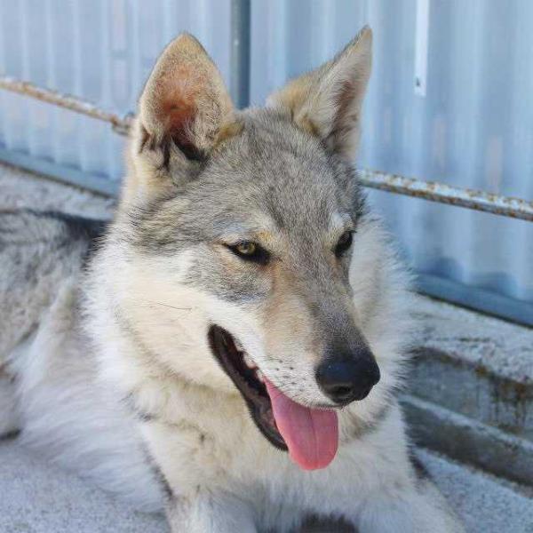 Balthazar -Ezechielelupo- | Czechoslovakian Wolfdog 