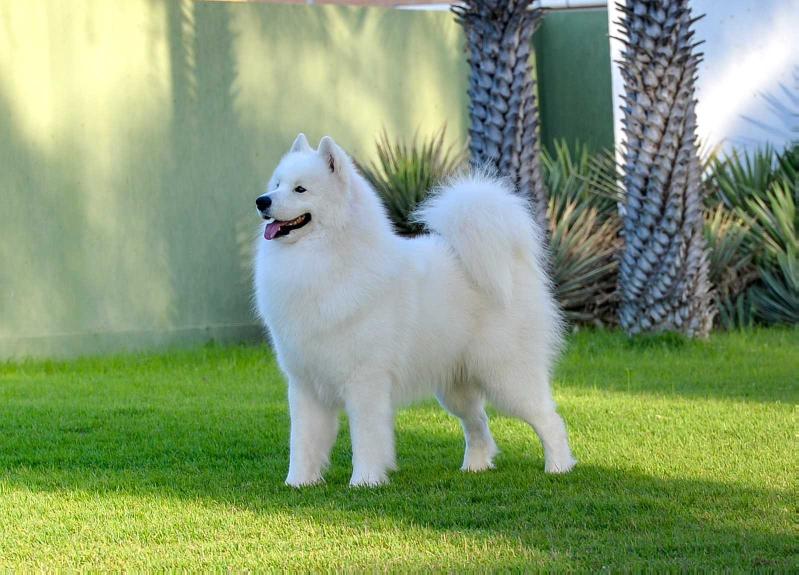 Samspring The Last Your Dream | Samoyed 