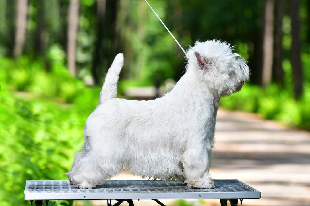 Noir sur Blanc Je ai de la Chance | West Highland White Terrier 