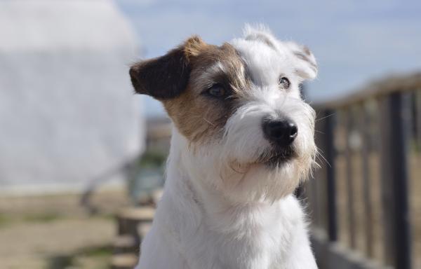 Fofò di Santamaria | Jack Russell Terrier 