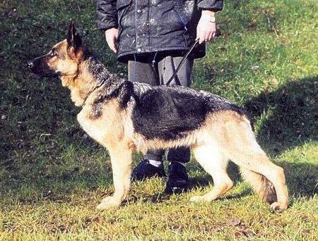 Nancy von den Schwedenschanzen | German Shepherd Dog 
