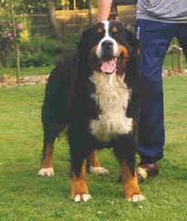 Merit van de Arkea | Bernese Mountain Dog 