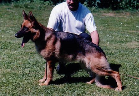 Foxi von der Urbecke | German Shepherd Dog 