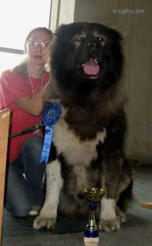 Nadezhnaya Ohrana Izit | Caucasian Mountain Dog 