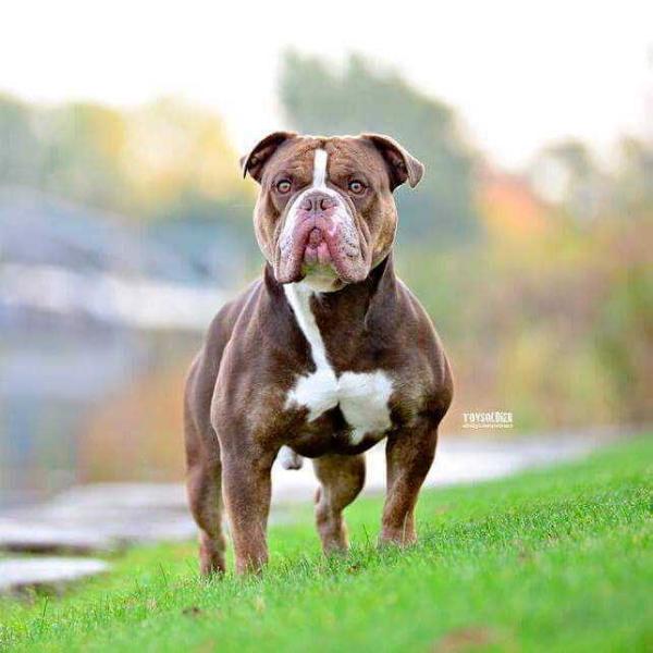 D-Day's Hunter | Olde English Bulldogge 