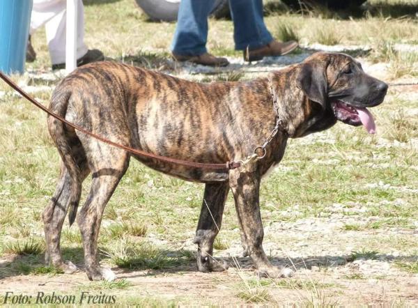 Juma Gigantes do Apora | Fila Brasileiro 