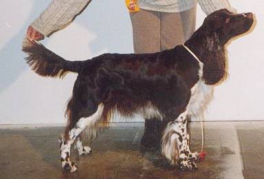 Ruel's Aviga Ada | English Springer Spaniel 