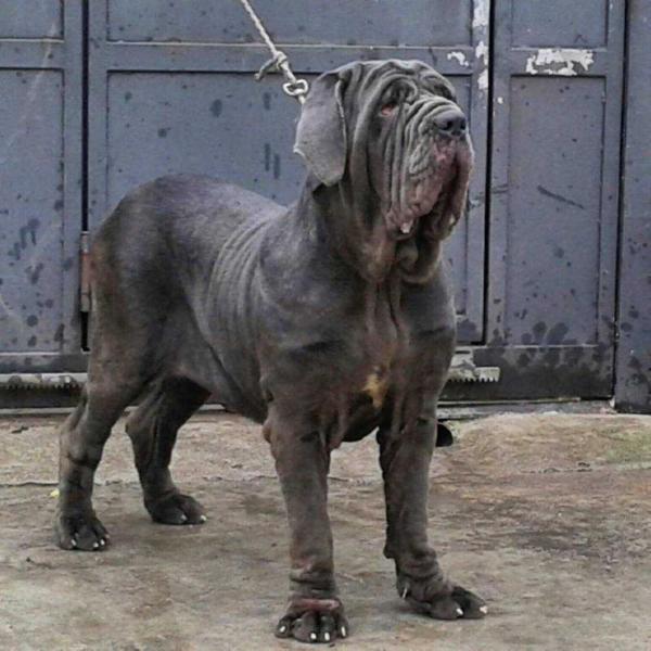 GEMMA DI FONDO ANFOSSI | Neapolitan Mastiff 