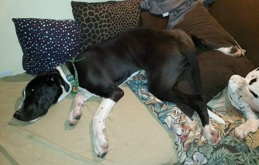 S&amp;Ds Hades Plouton | Great Dane 