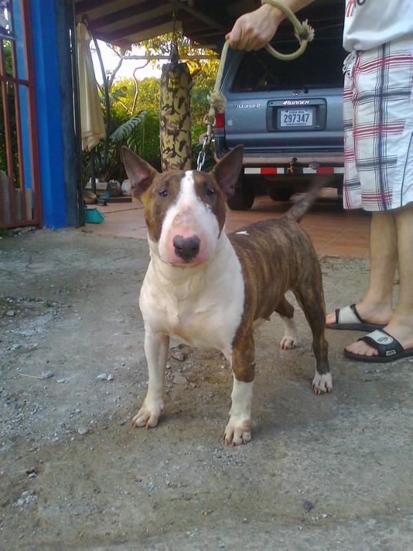 B-Amanda | Bull Terrier 