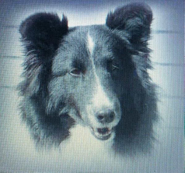 Denahur's Faith In Brigadoon | Shetland Sheepdog 