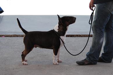 benemerito zaresbull | Bull Terrier 