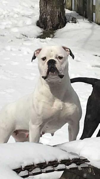 DaugEmbassy Karma Dharma “Cali” | American Bulldog 