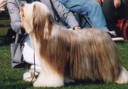 j'aime de chester at snowmead | Bearded Collie 