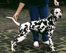 Zagreb Delight | Dalmatian 