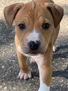 El'Roy | American Pit Bull Terrier 