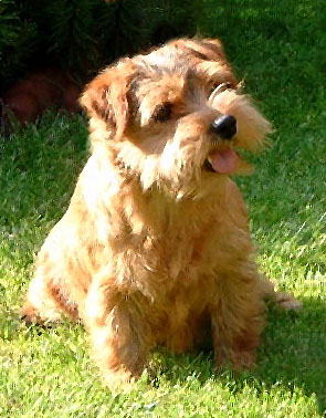 Brymarden Cranberry | Norfolk Terrier 