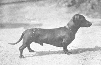 Donat von Fehmarn | Dachshund 