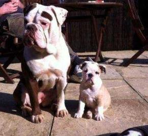 Millennium Bulldogs Little D | Olde English Bulldogge 