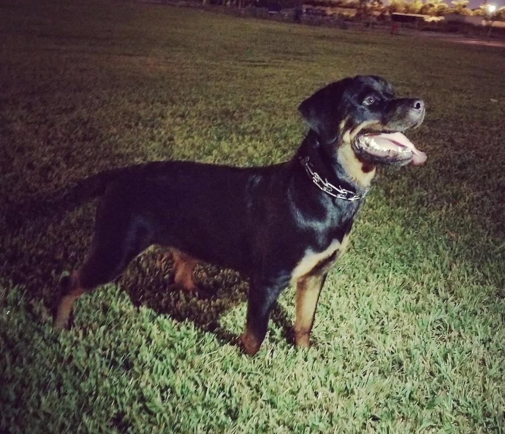 Cass Royal Rott | Rottweiler 