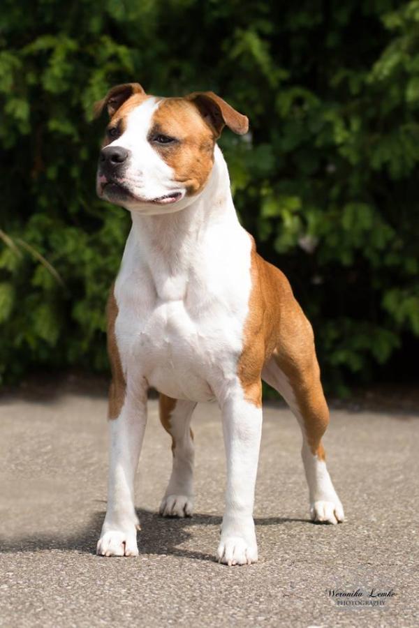 Gildo crazy staff | American Staffordshire Terrier 