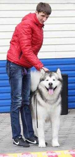 Kollekciya Maiskoy Imperii Imperator Ares | Alaskan Malamute 