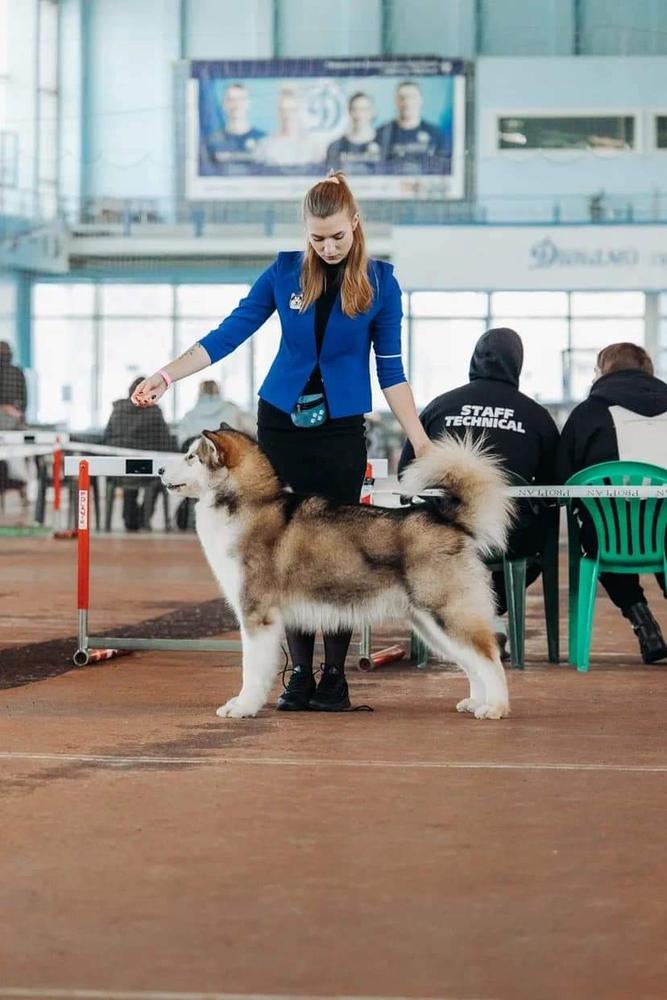 FACTOR VICTORY NORTHERN BABY | Alaskan Malamute 