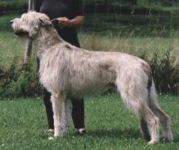 Carlo von Wilar | Irish Wolfhound 