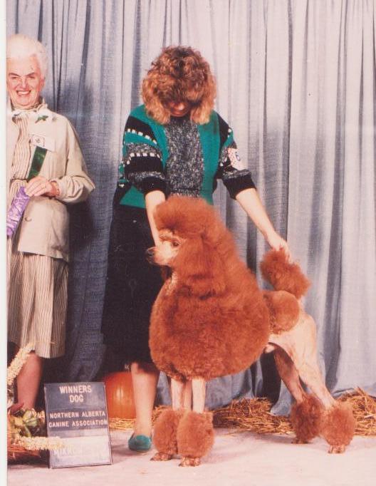 Majestic Red Rebel Shangri-La | Poodle 