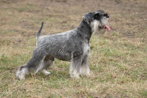 Joschka vom Braunsberg | Miniature Schnauzer 