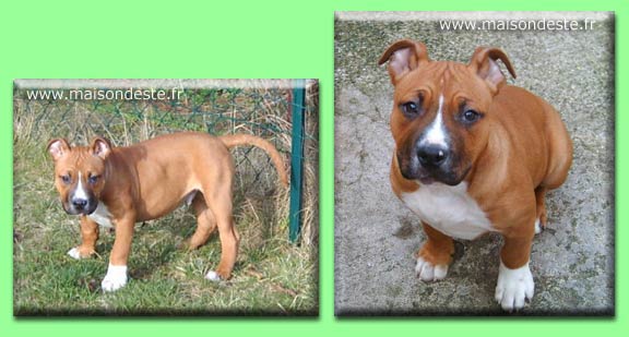 Asco de la maison d este | American Staffordshire Terrier 