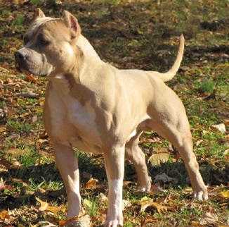 Cali Girls Adonis | American Pit Bull Terrier 