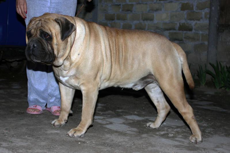 Adonis | Bullmastiff 