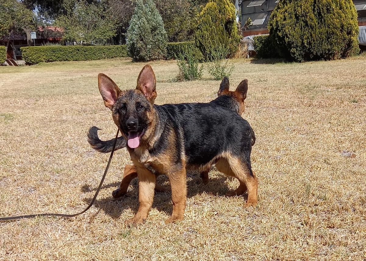 Brad de Tierra Costera | German Shepherd Dog 