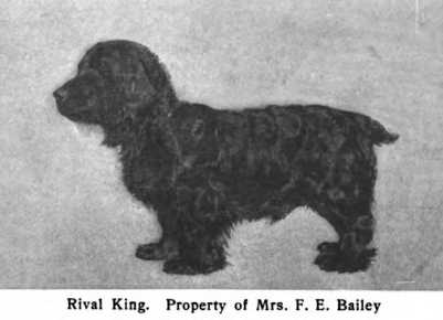 Rival KIng (c.1906) | American Cocker Spaniel 