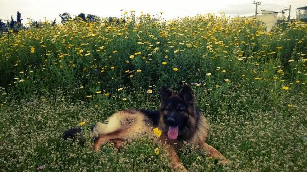 Aiolos Apo Orithea | German Shepherd Dog 