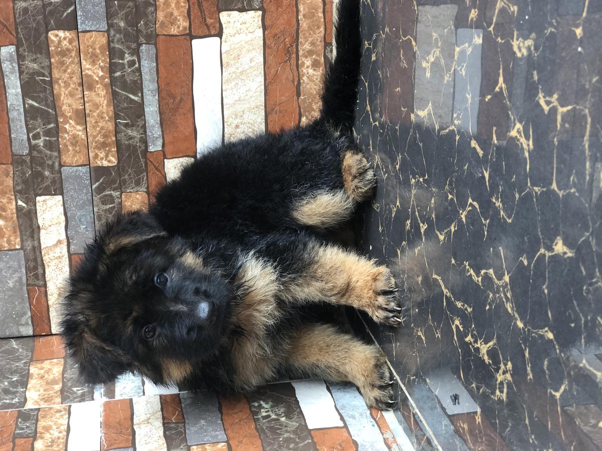 Roony Vom Pearl | German Shepherd Dog 
