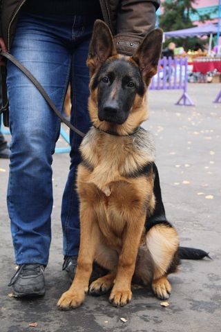 Zara Diastar | German Shepherd Dog 