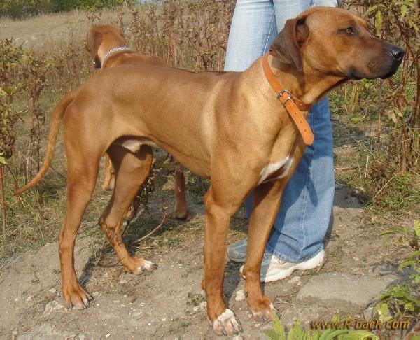 Tugela Nyobi | Rhodesian Ridgeback 