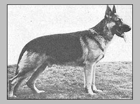 Gundo vom Preußentor | German Shepherd Dog 