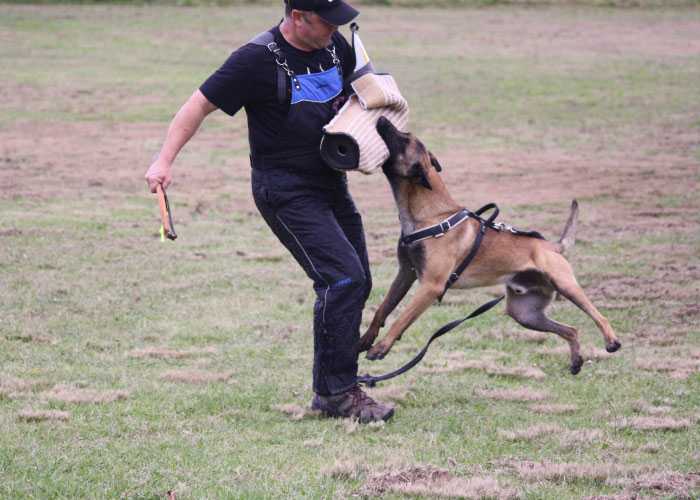 fang vom greifenring | Belgian Malinois 