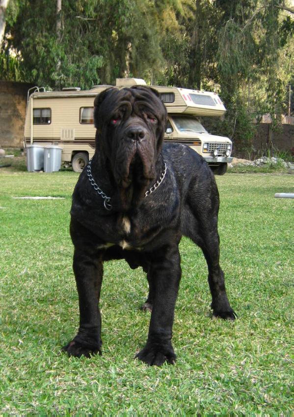 ROMANTICO DELLO SCULTORE | Neapolitan Mastiff 