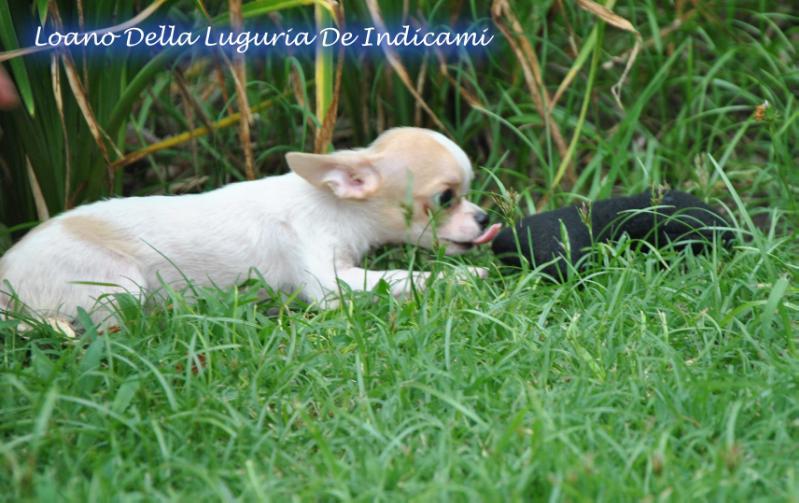 Loano Della Liguria De Indicami | Chihuahua 