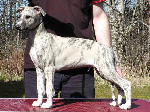 Adagio TIMSHEL TARALY | Whippet 