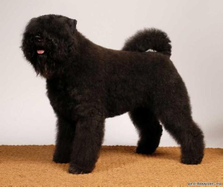 Hit Alivet Tattu | Bouvier des Flandres 