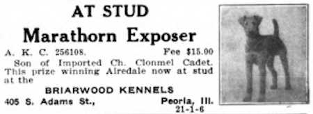 Marathorn Exposer | Airedale Terrier 