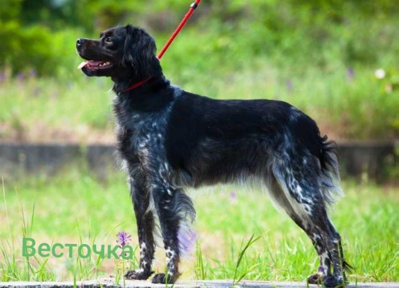 VESTOCHKA | Brittany 