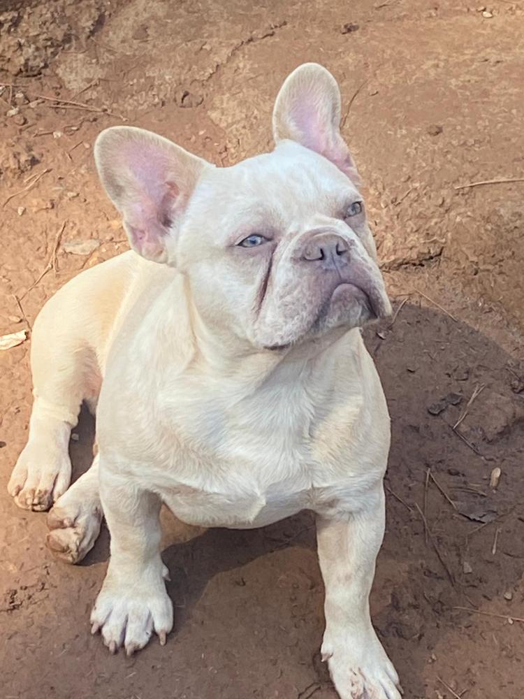 Alpin's Harry of D.S Frenchies | French Bulldog 