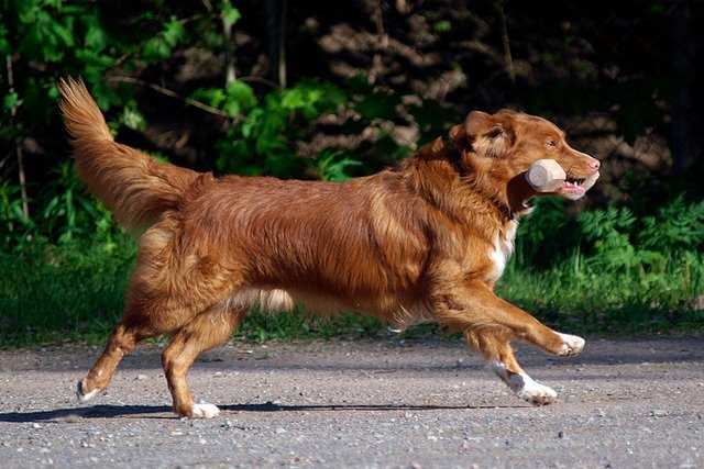 hedera´s go for it | Nova Scotia Duck Tolling Retriever 